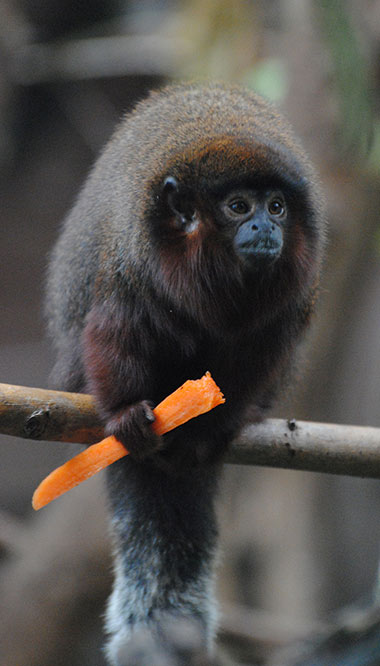 Sumpfspringaffe (Callicebus moloch) - primata.de