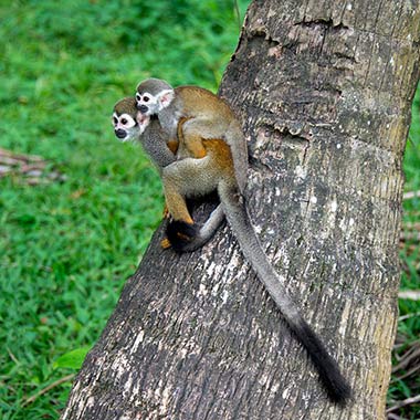 Totenkopfäffchen (Saimiri sciureus) in der Wildnis, Insel  La Mère, Französisch-Guyana