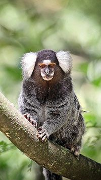 Weißbüschelaffe (Callithrix jacchus)