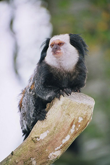Weißkopf-Büschelaffe (Callithrix geoffroyi)