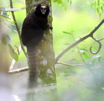 Großer Wieselmaki (Lepilemur mustelinus)