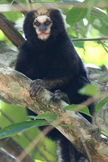 Gelbohr-Büschelaffe (Callithrix aurita) - primata.de
