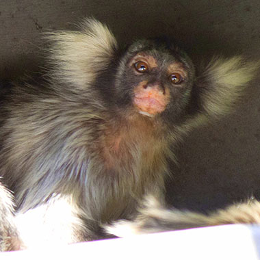 Weißschulter-Seidenäffchen (Mico humeralifer) - primata.de