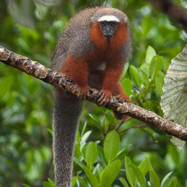 Weißschwanz-Springaffe (Callicebus discolor) - primata.de