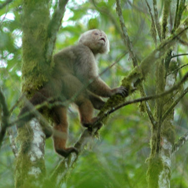 Weißstirnkapuziner (Cebus albifrons) - primata.de