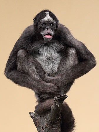 Weissstirnklammeraffe