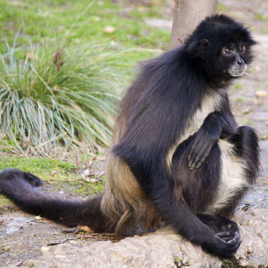 Weißstirnklammeraffe (Ateles belzebuth)