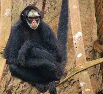 Weisswangenklammeraffe
