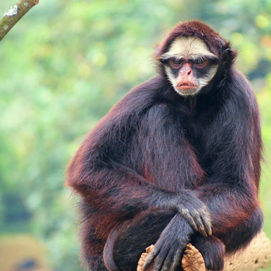 Weisswangenklammeraffe380