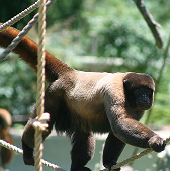 Lagothrix lagotricha