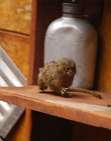 Zwergseidenäffchen (Cebuella pygmaea) - primata.de