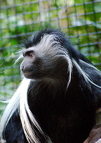 Angola-Stummelaffe (Colobus angolensis) - primata.de