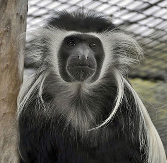 Brillenlangur (Trachypithecus obscurus)
