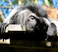 Bären- oder Weißbart-Stummelaffe (Colobus polykomos) - primata.de