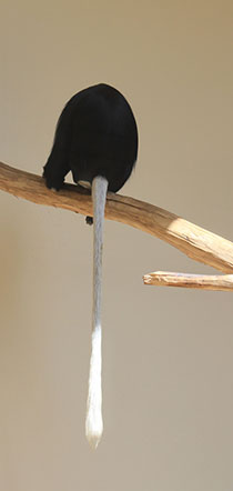 Der weiße Schwanz des Weißbart-Stummelaffen