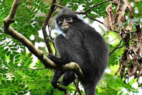 Bindenlangur (Presbytis femoralis) - primata.de