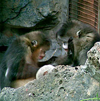 Schwarze Stumpfnase (Rhinopithecus bieti) - primata.de