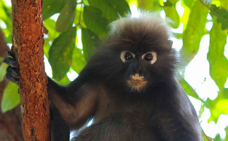 Brillenlangur (Trachypithecus obscurus)