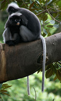 Südlicher Brillenlangur (Trachypithecus obscurus) - primata.de