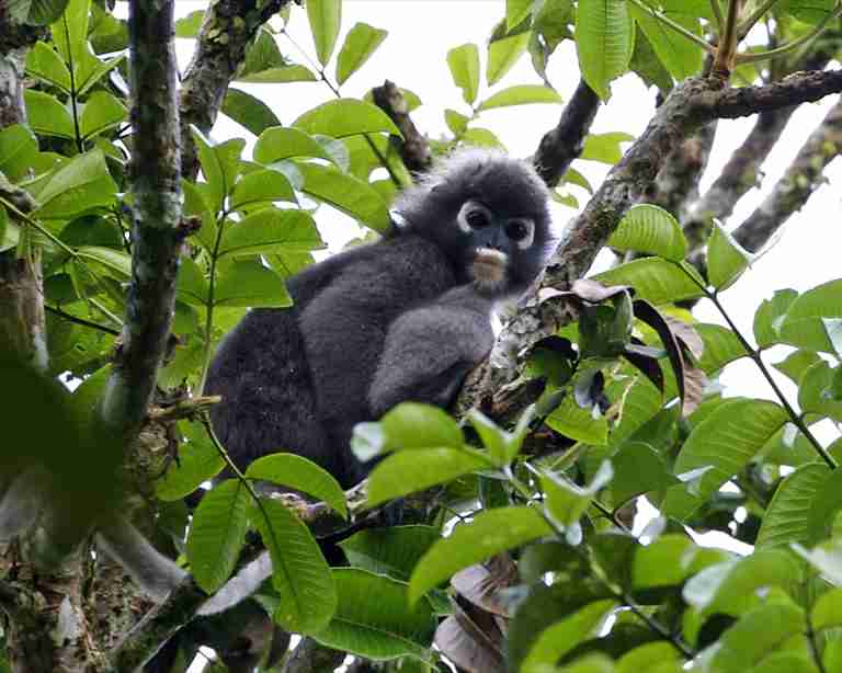 Brillenlangur (Trachypithecus obscurus)