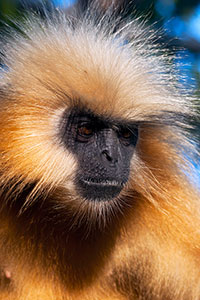 Goldlangur (Trachypithecus geei) - primata.de