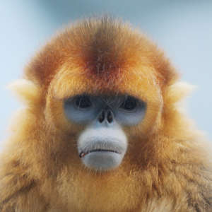 Goldstumpfnase (Rhinopithecus roxellana) - primata.de