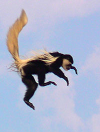 Mantelaffe, Guereza (Colobus guereza) - primata.de