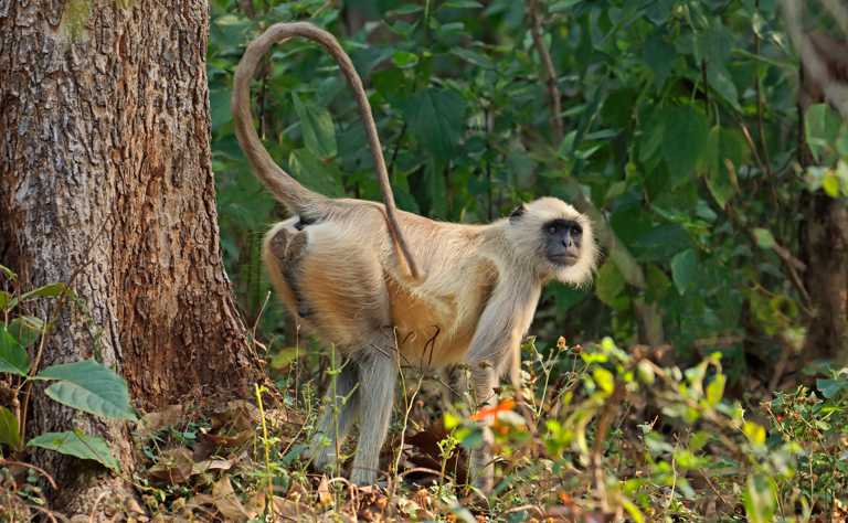 Bengalischer Hanuman-Langur (Semnopithecus entellus) - primata.de