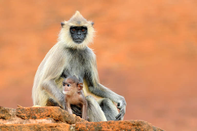 Bengalischer Hanuman-Langur (Semnopithecus entellus) - primata.de