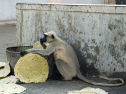 Bengalischer Hanuman-Langur (Semnopithecus entellus) - primata.de