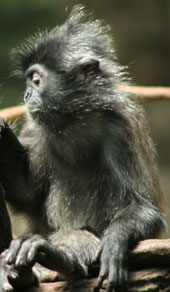 Jugendlicher Silberner Haubenlangur (Trachypithecus cristatus)