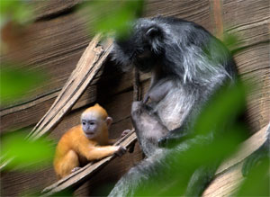 Säugling Silberner Haubenlangur (Trachypithecus cristatus)