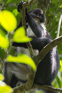 Hose-Langur (Presbytis hosei) - primata.de