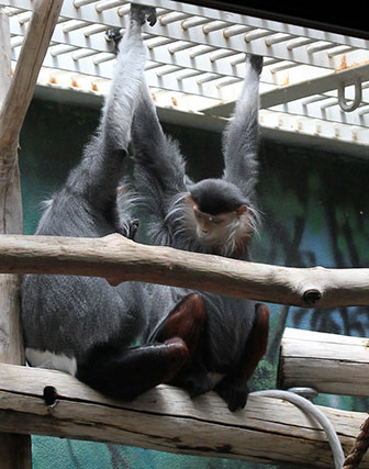 Rotschenkel-Kleideraffen (Pygathrix nemaeus) im Philadelphia Zoo, Pennsylvania
