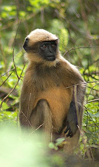 Schwarzfüßiger Hanuman-Langur (Semnopithecus hypoleucos)