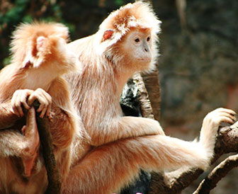 Maronenlanguren im Bronx Zoo, New York City