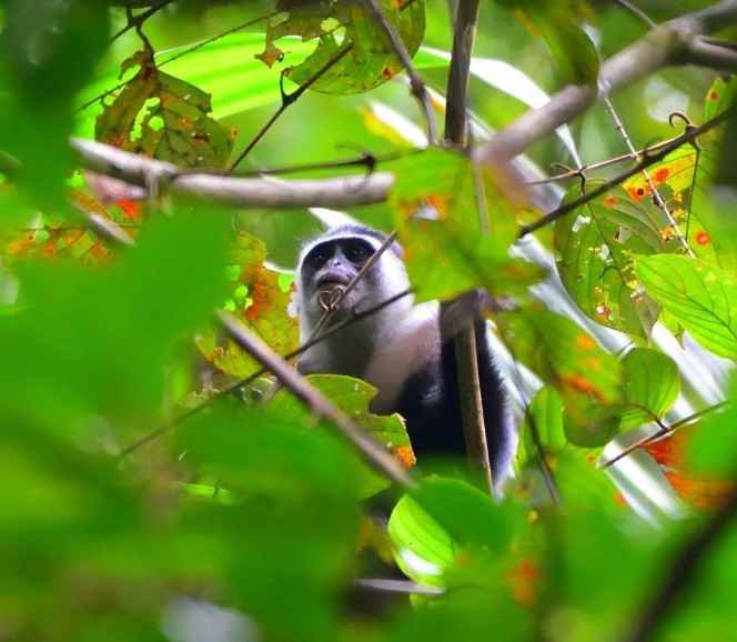 Mentawai-Langur (Presbytis potenziani) - primata.de