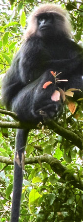 Nilgiri-Langur (Trachypithecus johnii) - primata.de.