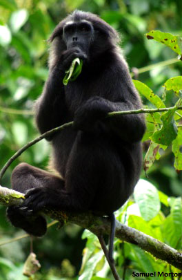 Pageh-Stumpfnasenaffe