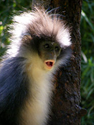 Sumatra-Langur (Presbytis melalophos) - primata.de