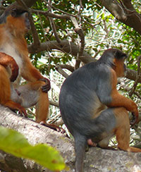 Westafrikanischer oder Roter Stummelaffe (Piliocolobus badius) - primata.de