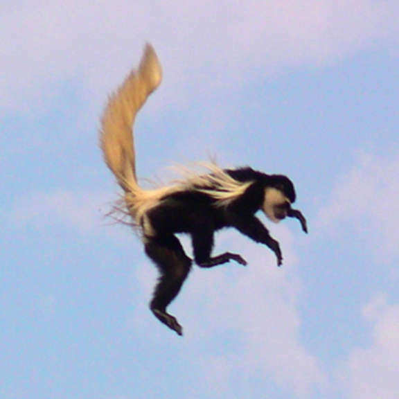 Schlank- und Stummelaffen (Colobinae) - primata.de