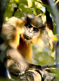 Kappenlangur (Trachypithecus pileatus)