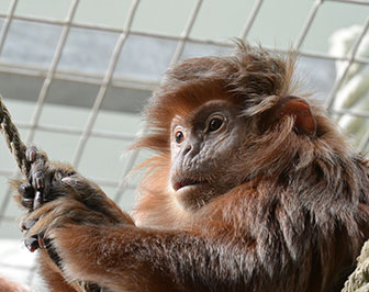 Schwarzer Haubenlangur (Trachypithecus auratus), Wilhelma, Stuttgart