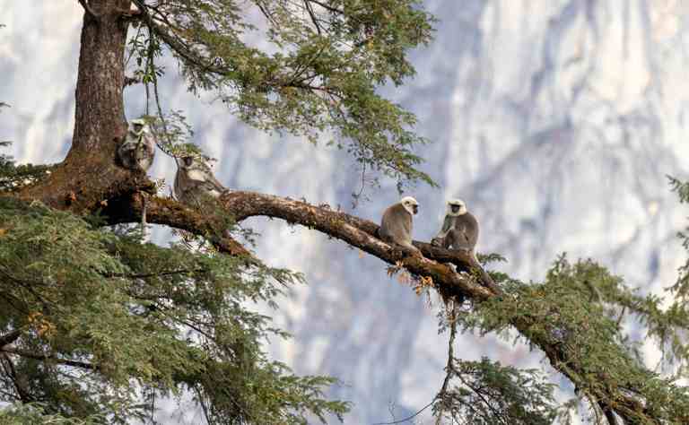 Nepalesischer Hanuman-Langur (Semnopithecus schistaceus) - primata.de