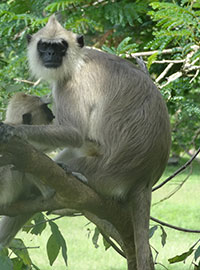 Südlicher Hanuman-Langur (Semnopithecus priam) - primata.de