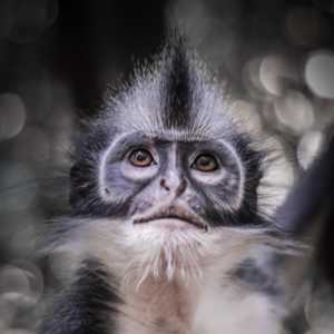 Thomas-Langur (Presbytis thomasi) - primata.de