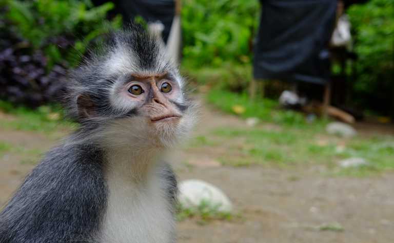 Thomas-Langur (Presbytis thomasi) - primata.de