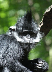 Tonkin-Langur (Trachypithecus francoisi) - primata.de
