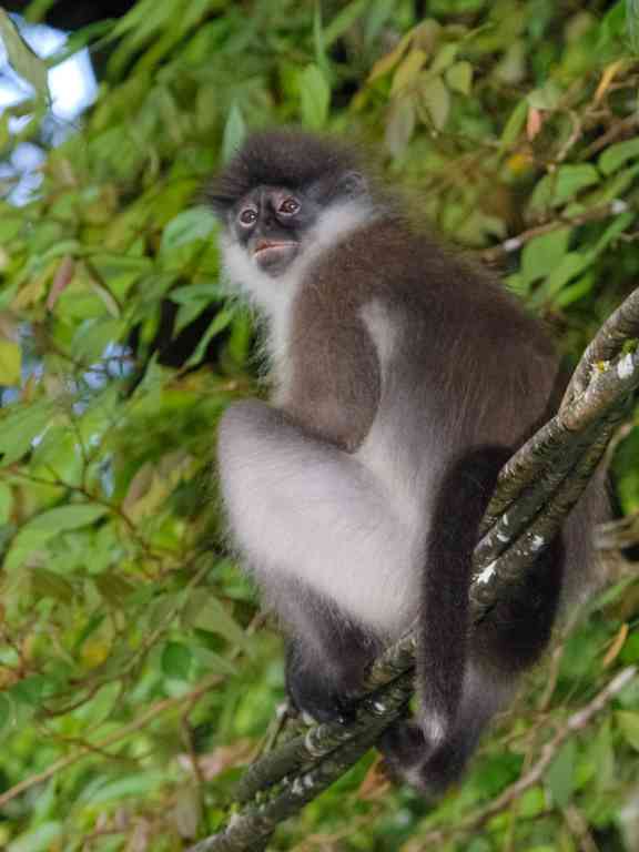 Weißschenkliger Langur (Presbytis siamensis) - primata.de